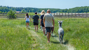 Alpakadabra - zdjęcie 21