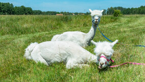 Alpakadabra - zdjęcie 20