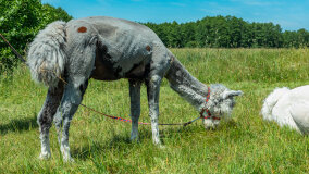 Alpakadabra - zdjęcie 19