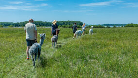 Alpakadabra - zdjęcie 18