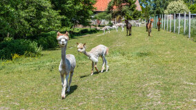 Alpakadabra - zdjęcie 17