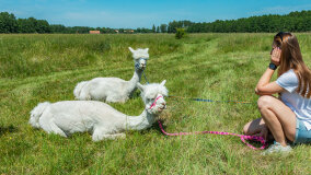 Alpakadabra - zdjęcie 16