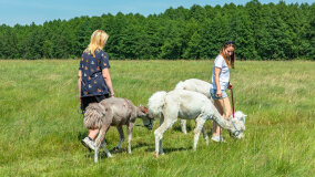 Alpakadabra - zdjęcie 14