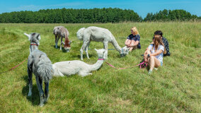 Alpakadabra - zdjęcie 13