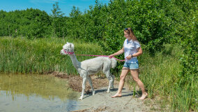 Alpakadabra - zdjęcie 12