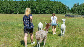 Alpakadabra - zdjęcie 9