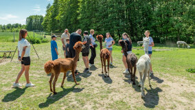 Alpakadabra - zdjęcie 7