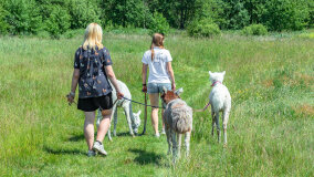 Alpakadabra - zdjęcie 5