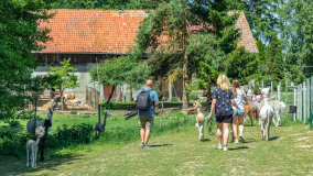 Alpakadabra - zdjęcie 4