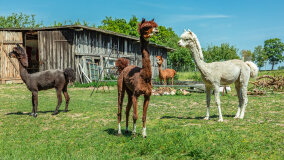 Alpakadabra - zdjęcie 3