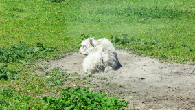 Alpakadabra - zdjęcie 2