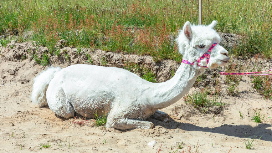 Alpakadabra - zdjęcie 1