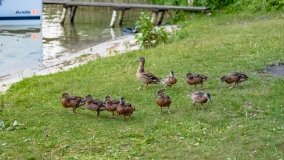 Bełdany Tarpan II - zdjęcie 43