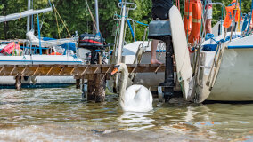 Bełdany Tarpan II - zdjęcie 20