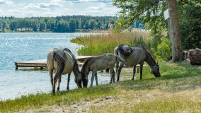 Binduga Bełdany Tarpan I 2023