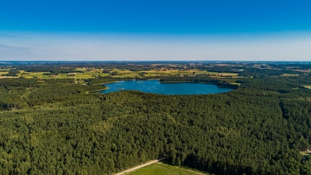 Dgał wielki - zdjęcie 2