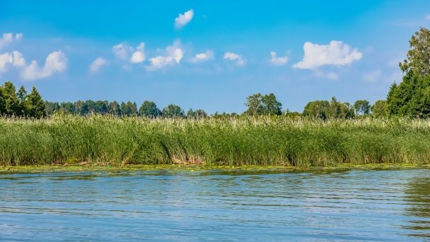 Kotek Wielki - zdjęcie 26