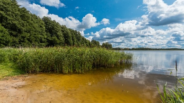 Stręgiel - zdjęcie 23