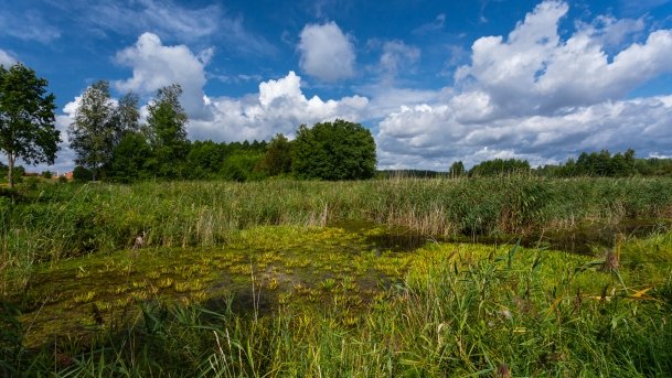 Stręgiel - zdjęcie 19