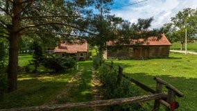 Stręgiel - zdjęcie 11