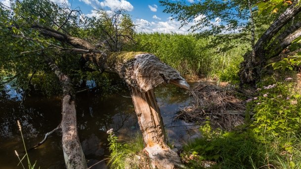 Kruklin - zdjęcie 19