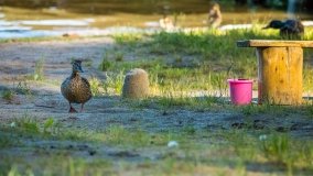 jezioro Wiartel - zdjęcie 17