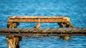 jezioro Wiartel - zdjęcie 16