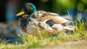 jezioro Wiartel - zdjęcie 6