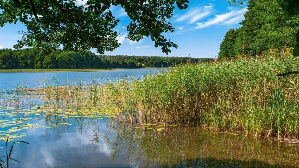 Wierzbowskie - zdjęcie 15