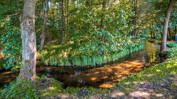 Wierzbowskie - zdjęcie 10