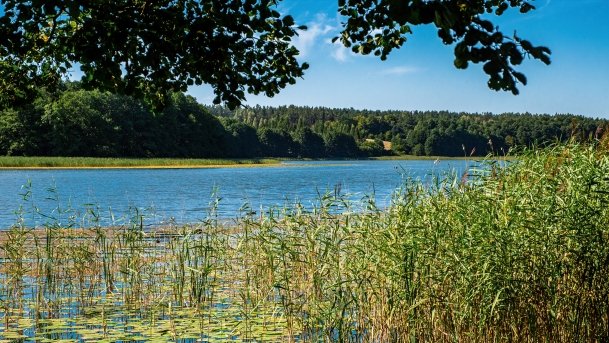 Wierzbowskie - zdjęcie 8