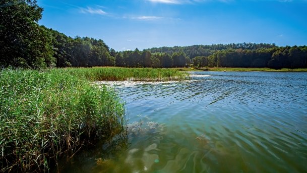 Wierzbowskie - zdjęcie 7