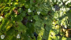 Jezioro Lipińskie - zdjęcie 7