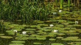 Jezioro Szarek - zdjęcie 7