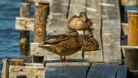 Jezioro Rajgrodzkie - zdjęcie 10