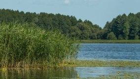 jezioro Przepiórka - zdjęcie 11