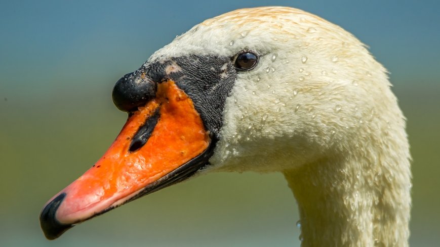 jezioro Przepiórka - zdjęcie 1