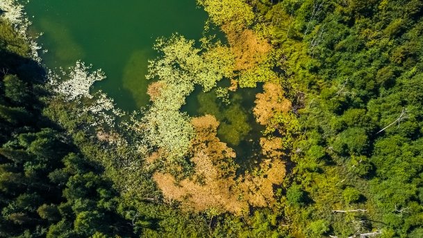 Wolisko - zdjęcie 4