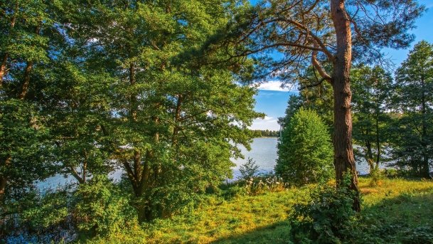 Wągiel - zdjęcie 6