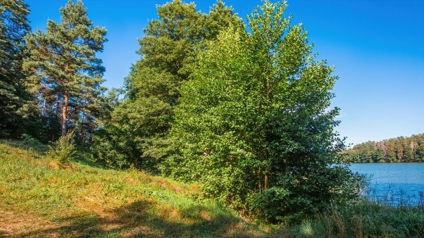 Wągiel - zdjęcie 5