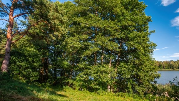 Wągiel - zdjęcie 3