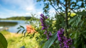 Jezioro Dybowskie - zdjęcie 16