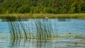 Jezioro Dybowskie - zdjęcie 2