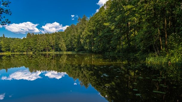 Ślepieniec - zdjęcie 9