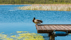 jezioro Duże Wilkasy - zdjęcie 28