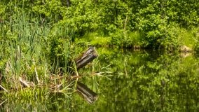 Jezioro Pogubie Wielkie - zdjęcie 9