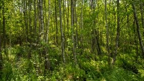 Jezioro Pogubie Wielkie - zdjęcie 3