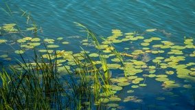 Jezioro Rogale - zdjęcie 3