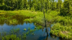 Jezioro Dgał Mały - zdjęcie 6