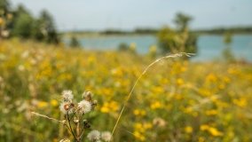 Jezioro Mleczówka - zdjęcie 2